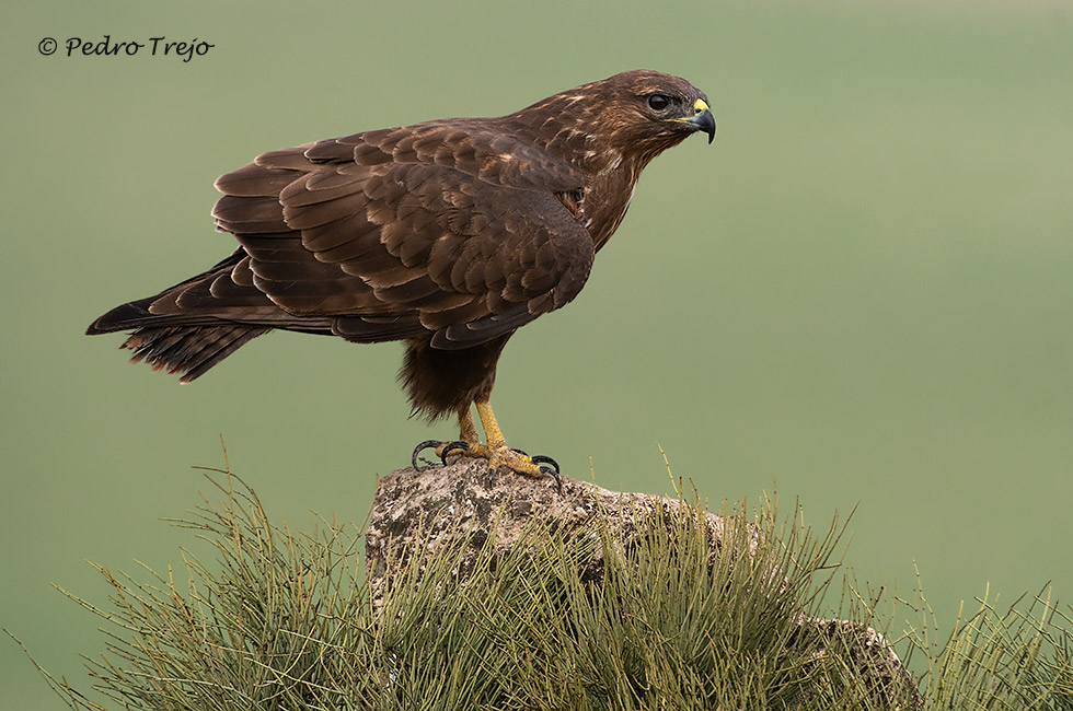 Ratonero común  (Buteo buteo)